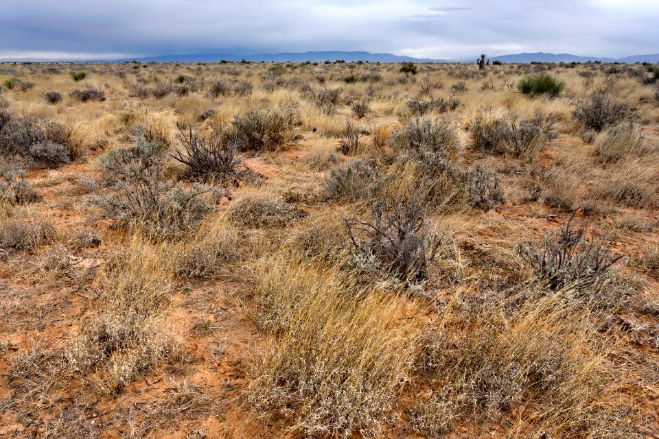 Northern Jornada Plain
