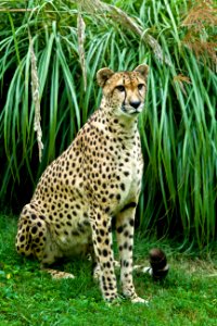Posing cheetah photo