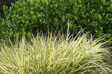 Bush leaf hedge