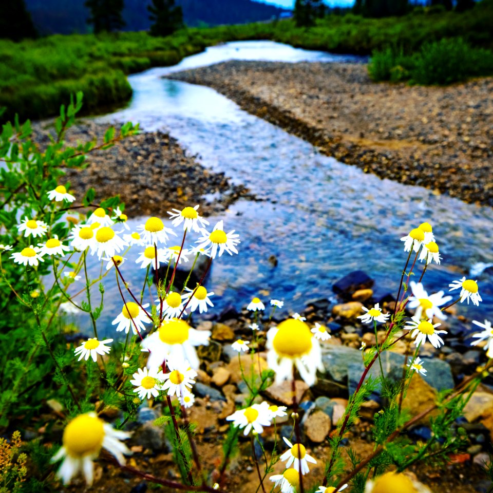 Colorado daisies by the upper Platte River