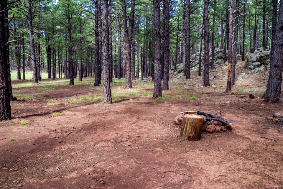 Wing Mountain Camping Area: FR 9001P