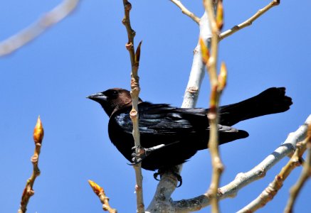Brown Headed Cowbird on Seedskadee National Wildlife Refuge USFWS