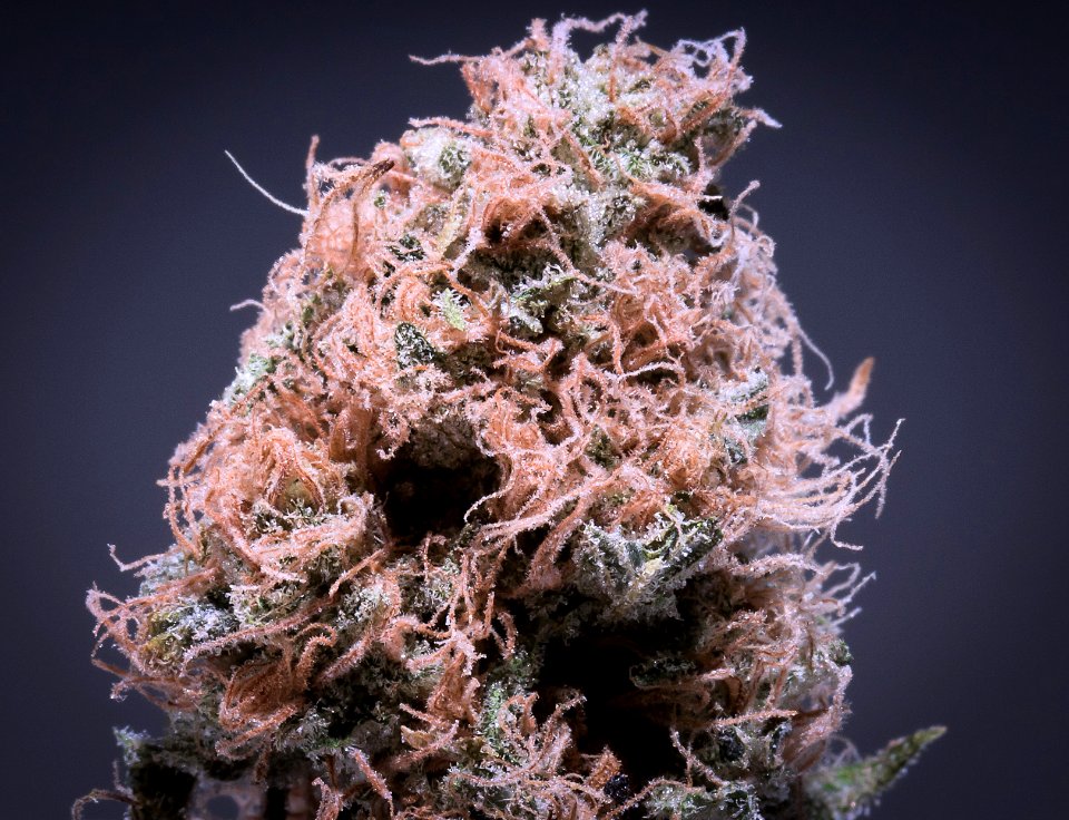 sour Grape Alien 2
