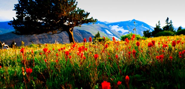 Fairplay Flowers Summer
