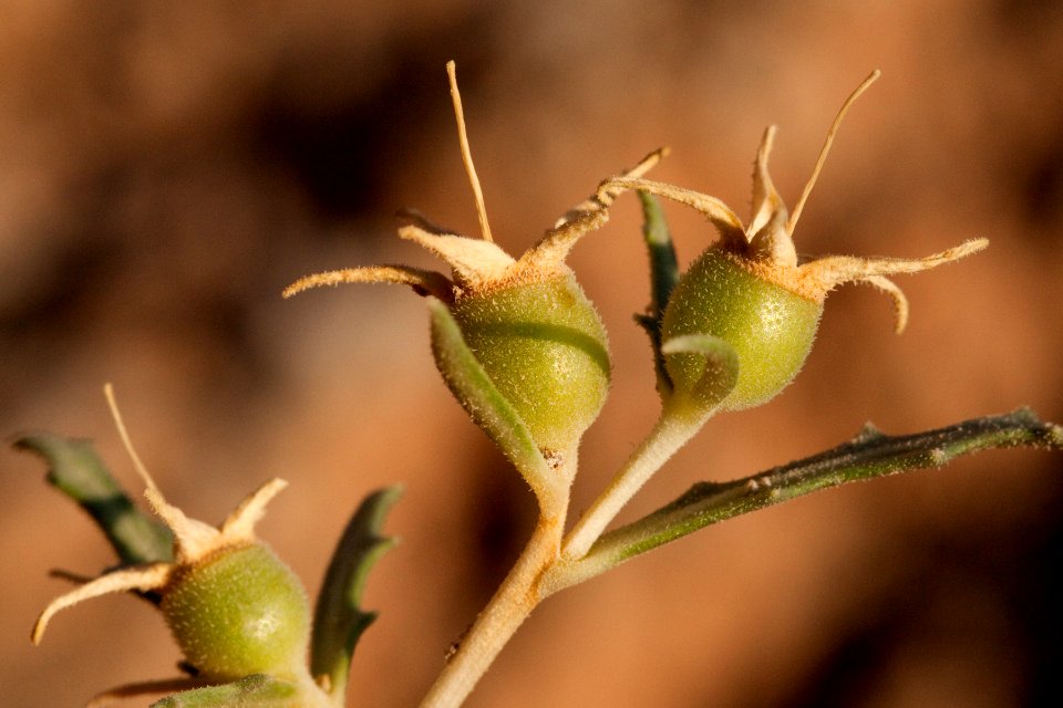 Mentzelia humilis var. guadalupensis