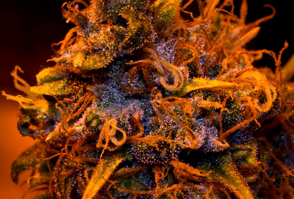 Widow Wreck Maturing