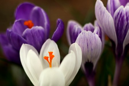 CROCUS