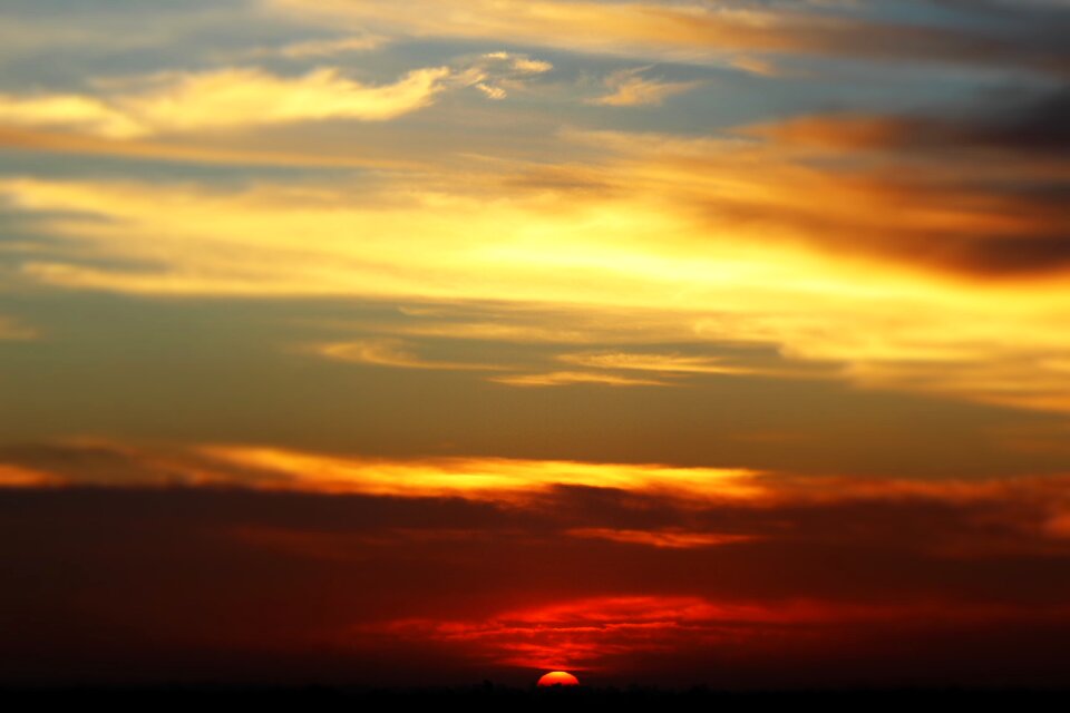 Orange black nature