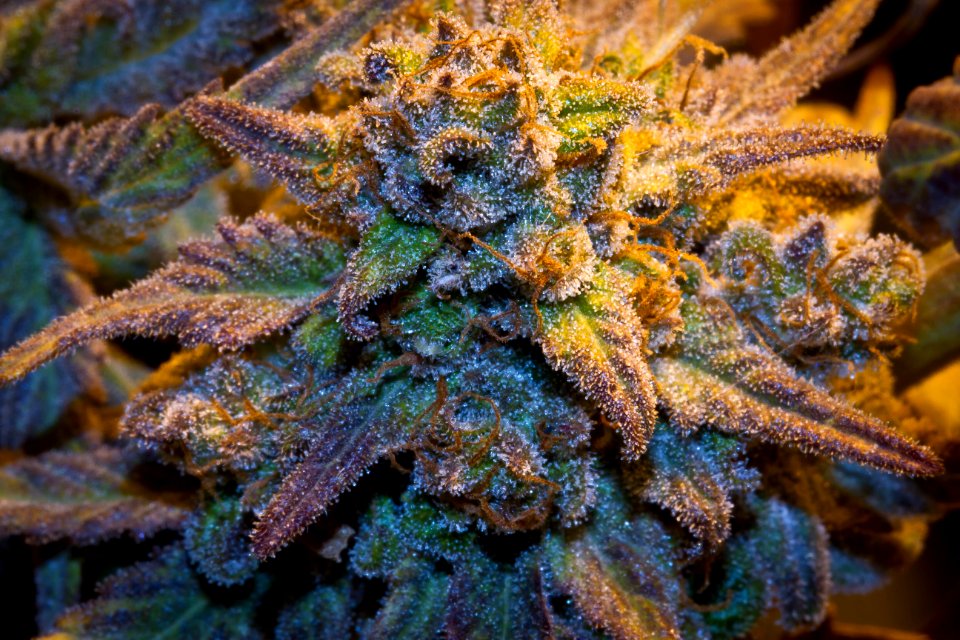 Organic Medical Marijuana Photos Colorado