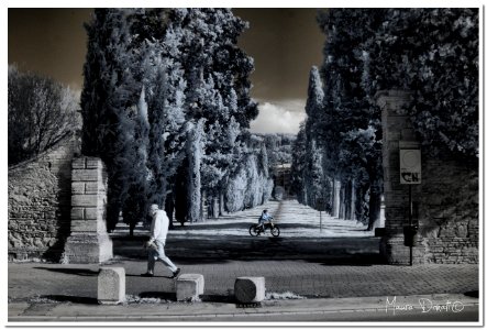 Certaldo viale della villa di Canonica  infrared720nm 