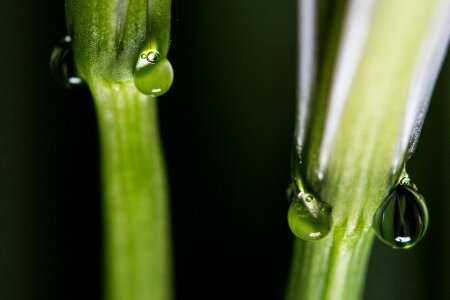 One-solution phenomenon trickle nature