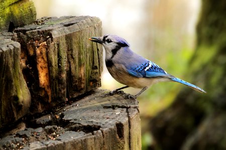 Blue Jay on the Stump photo