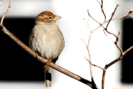 One Fine Sparrow photo
