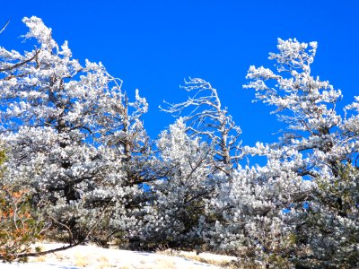 Wind Blown Frozen Trees