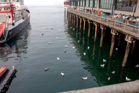 ivars seagulls