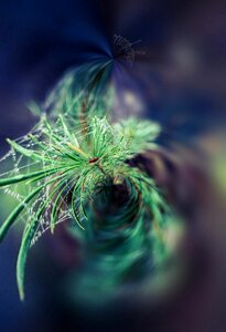 Green growth growing