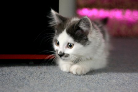 Lucy as a Kitten 2