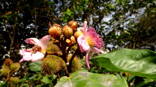 "Bixa orellana" Urucum