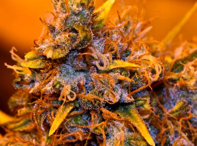 Medical Marijuana