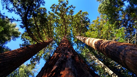 Pine trees giant trees sequoia photo