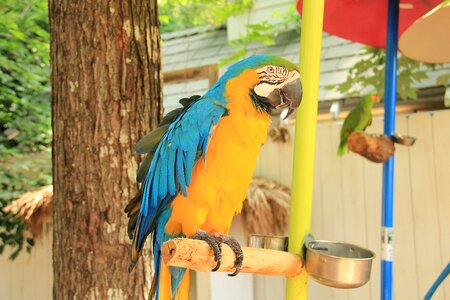 Bird tropical macaw