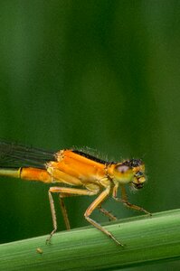 Insect animal wildlife