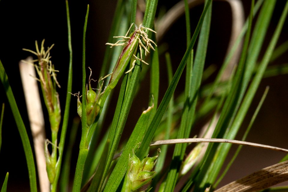 Carex geophila
