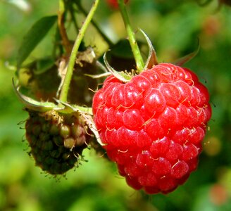 Fruit raspberry ripe photo