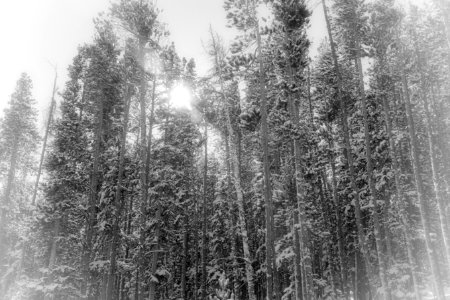pines Aspens-Edit