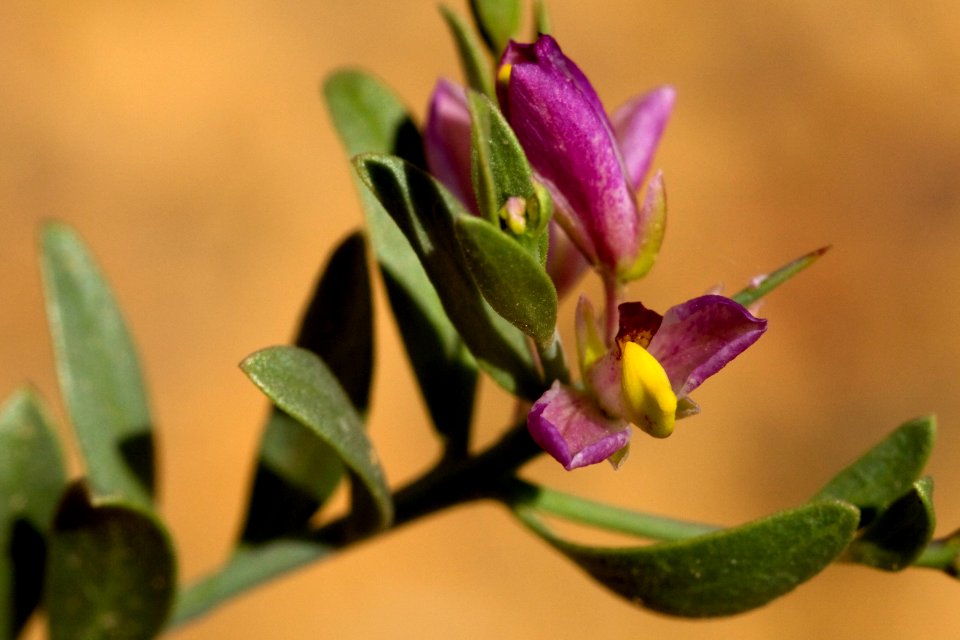 Polygala subspinosa