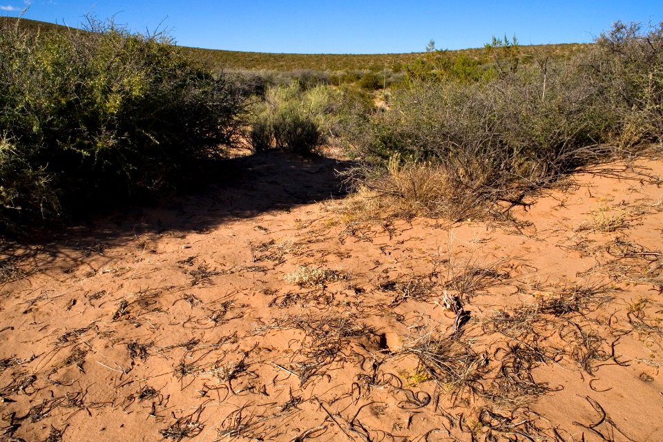 Jornada del Muerto, south side of Prisor Hill