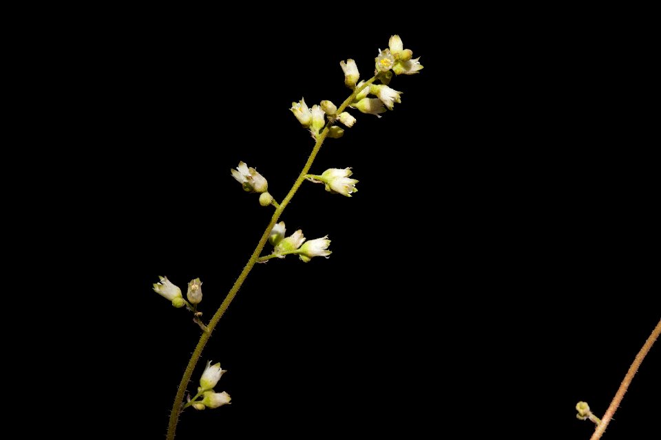 Heuchera