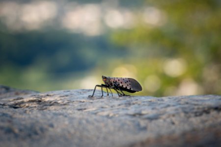 20180830-APHIS-LSC-0118