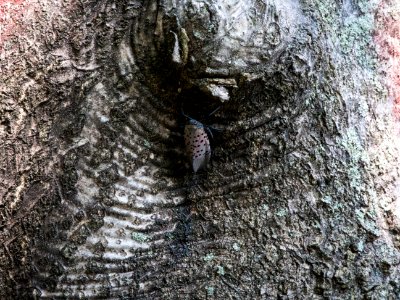 20180828-APHIS-LSC-0379