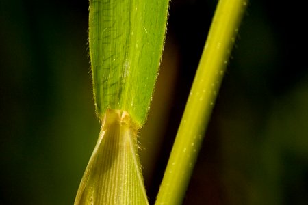 Leersia oryzoides