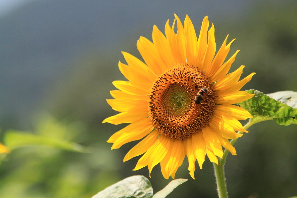 Summer nature yellow