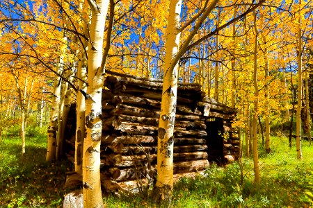 Aspens1-7