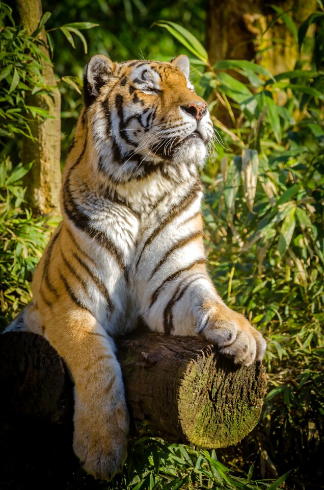 Wildlife wild nature