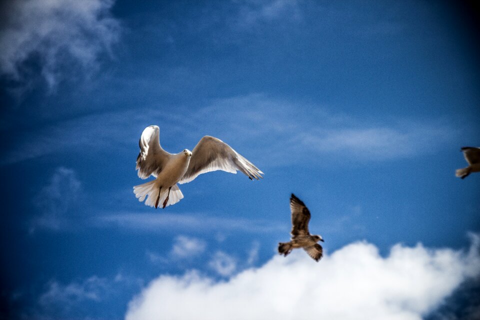 Nature gull sea