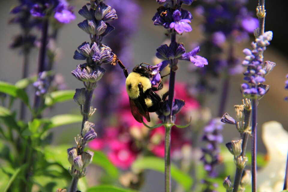 Purple nature pollen