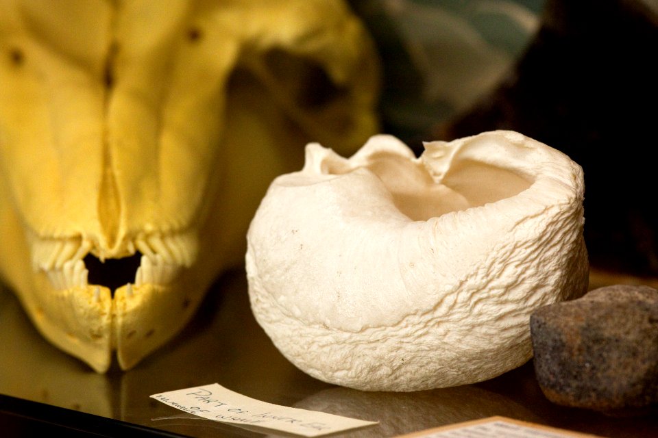Part of Inner Ear of Whale