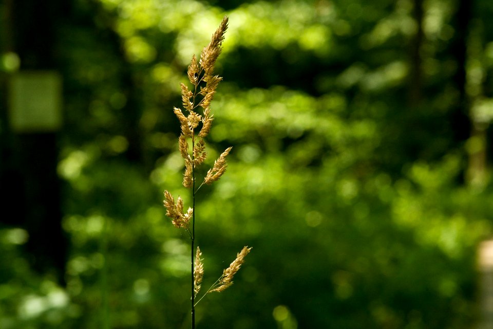 Phalaris arundinacea