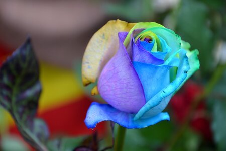 Flower rainbow colorful photo