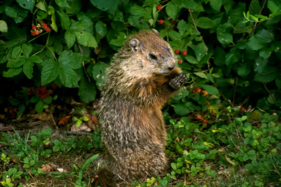 Ground Hog 07-07-2018 02