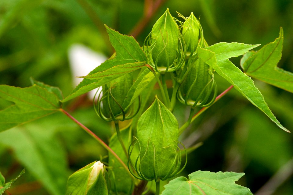 Hibiscus laevis