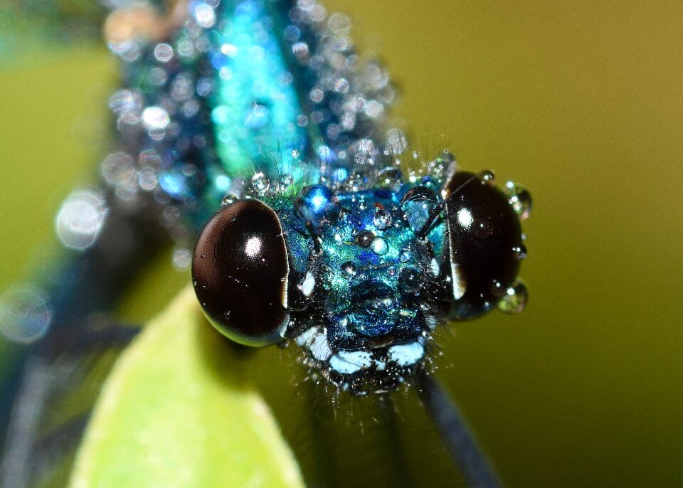 Splendens rain macro