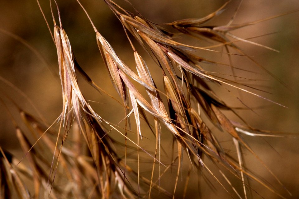 Bromus tectorum