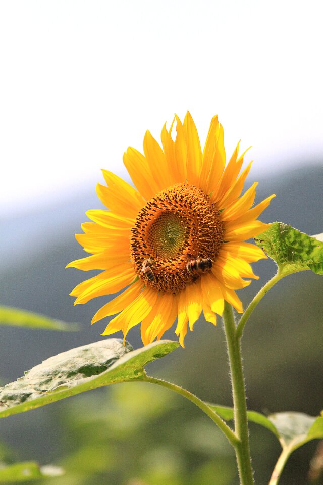 Yellow bloom blooming