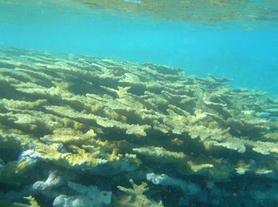 Elkhorn Coral