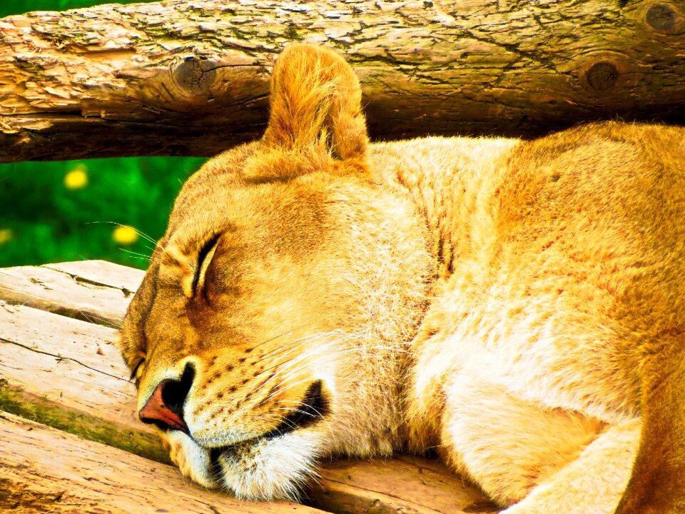 Wildlife animal female